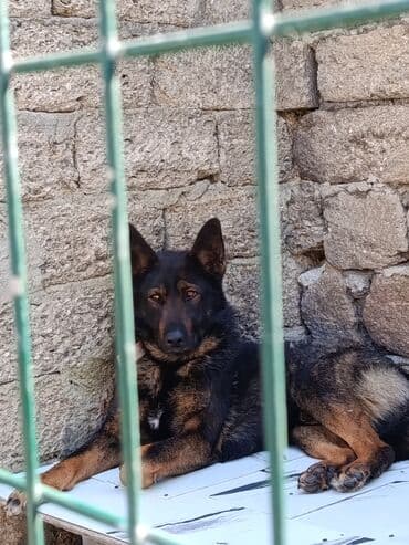 Belçika çoban iti, 1 il, Erkek, Peyvəndli, Ünvandan götürmə