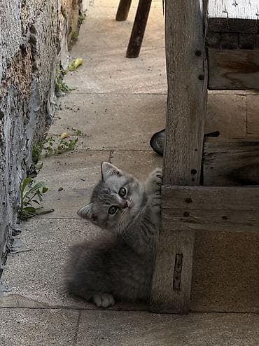 erkey pisik adlari: Britan, Erkək — 6