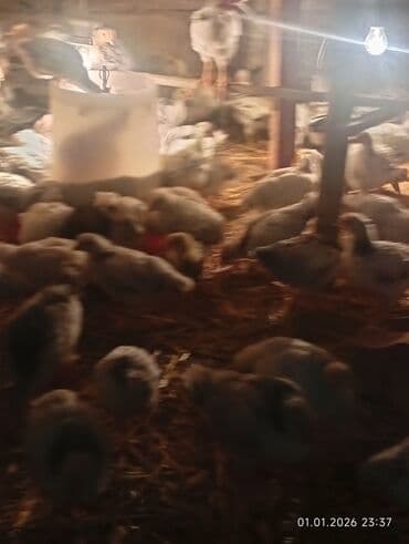 Audi: Куриные цыплята, Для мяса — 2