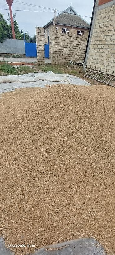 Дом и сад: Buğda klyonka üstünde. 5. 6 ton kim istese Whatsapla elaqe saxlasin — 4