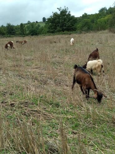 çəpiş əti: Keçilər satılır razılaşma yolu ilə - Növ: yerli keçilər (dişi və — 6