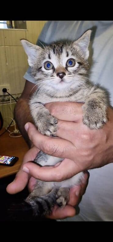 pulsuz pişik balaları 2023: Sibir, Dişi, Erkək, Yaxşı əllərə — 6