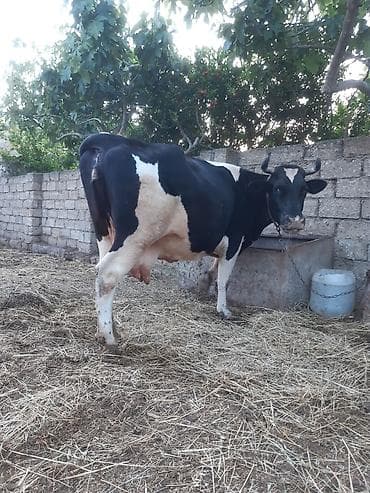 3 qarına cavan temiz ivanovkadi 8 ayın icindedi boğazdıği super — 3
