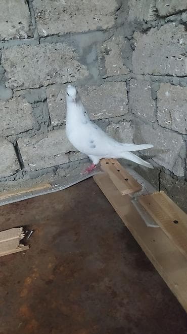 deve quşu: Sağlam erkəydi irandi mis kəkil maya olmadiği üçün satilir — 5