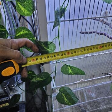 Digər heyvanlar: Qefes — 3