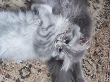 pişik geyimləri: Britan — 8