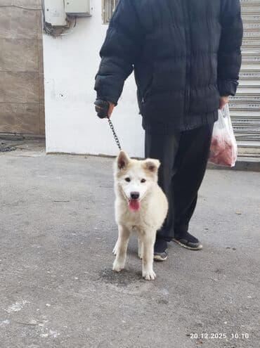 Boyunbağılar: 3 ay, Erkek — 3