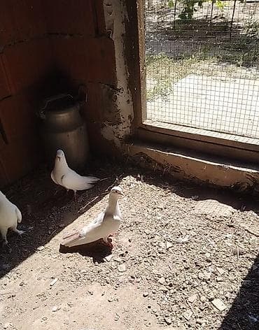 Bu deqe tutuldu bozquyur mayadi oynaq mayadi sar kimidi agzi ziglidi lalafo.az -da Bu deqe tutuldu bozquyur mayadi oynaq mayadi sar kimidi agzi ziglidi