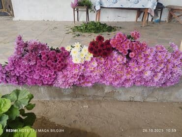 gül salonu: Xrizantema gülləri – müxtəlif rənglərdə - Rənglər: bənövşəyi/çəhrayı — 2