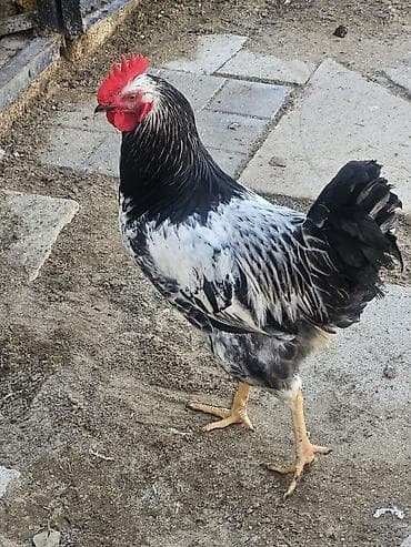 kend xoruzu: Kənd xoruzları 6 aya keciblər sağlam aktivdilər — 1