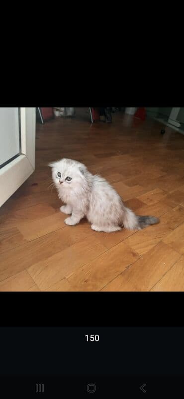 it etibarlı əllərə verilir: 50 ile 250 arasi cins saf qan pisiklerimiz var( Silver sinsila temiz — 11