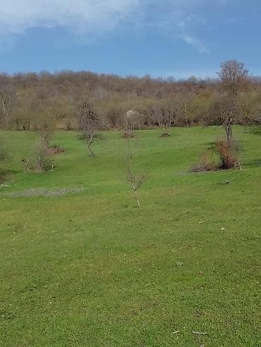 torpaq lenkeran: Kənd təsərrüfatı — 5