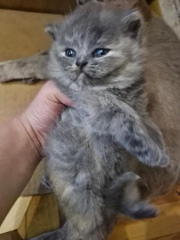 syam pişik: Boz tüklü balaca pişik balası - Cins: uzun tüklü, yumru üz quruluşlu — 4