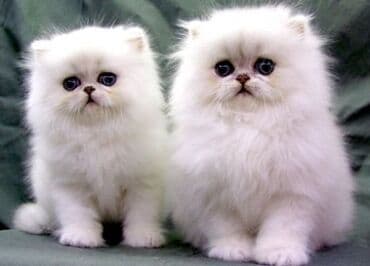 it ucun evler: Şotland, Erkək, Dişi, Yaxşı əllərə, Ünvandan götürmə, Pulsuz çatdırılma, Ödənişli çatdırılma — 4