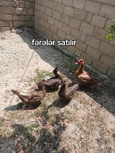 inek alım satım: Başlıq: Fərə ördəklər macar krasnadar bide macar qara zümrüdü bala — 1