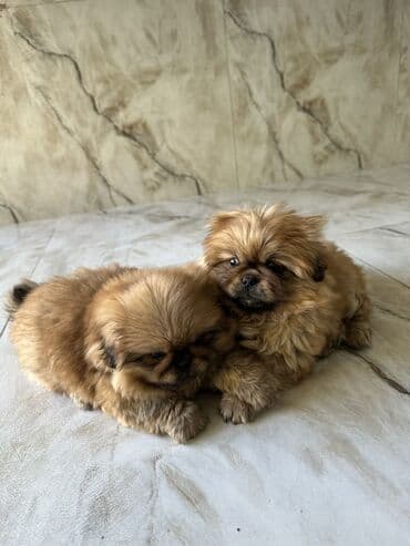 alman qoyun iti: Pekines, 2 ay, Ödənişli çatdırılma — 4