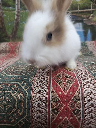 BMW: Dovşan Ag kariçni Yarı cırtdan çox gözəl Sort dovşandı. Şəkillərdə — 9