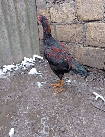 qaz və ördək: Heyratı bece qiymət barəsində danışmaq olar hind quşu ve lal ördəklər — 3