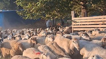 mal bazarı: Qoyun sürüsü – ətlik və damazlıq üçün - Növ: yerli qarışıq — 2