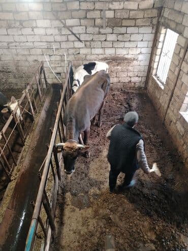 Gəmiricilər: Dişi, il: 2, 600 kq, Damazlıq — 2