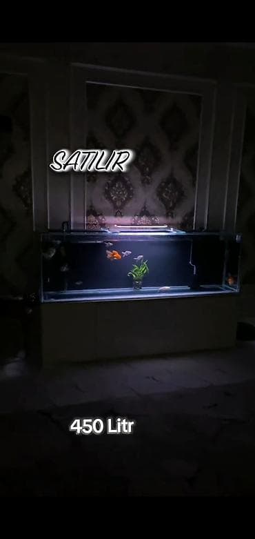 heyvanlar: 450 litr həcmli böyük akvarium satılır. (2000₼ pul qoyulub) premium — 1