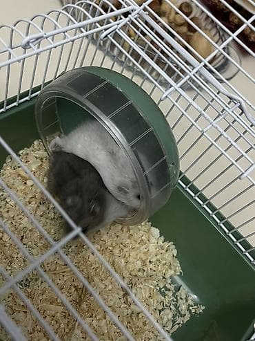 balaca heyvanlar: Cüt xırda hamsterlər – biri ağ, biri boz rəngdə. Kiçik ölçülü, çevik — 9