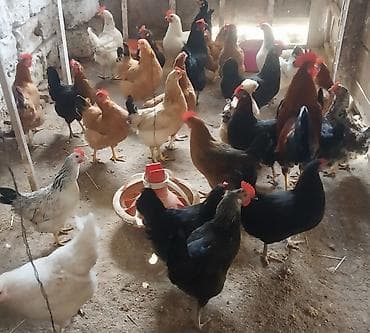 toyuq cuceler: Toyuq, Yumurtalıq — 4