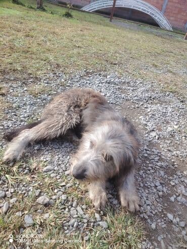 купить домик для кота: Uzun tüklü, orta ölçülü it - Cins: qarışıq, saqqallı/şaggy tipli - — 3