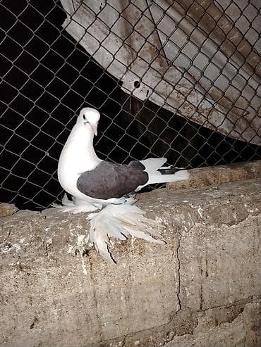 tap az goyercin: Qoşa çəp Maya dişi quşudu cüte gedir — 1