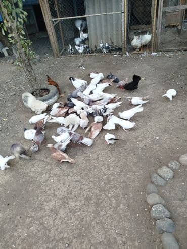 donuz balası: Məhsul: Ev quşları üçün müxtəlif cins və rəngdə göyərçin sürüsü kom200 — 7
