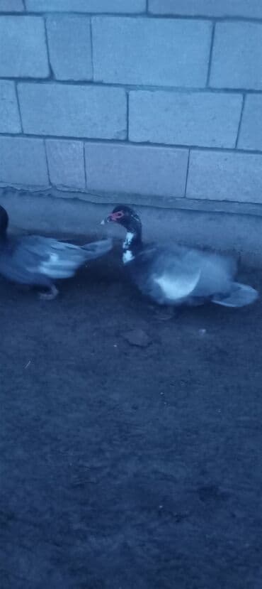 Muscovy ördəkləri (Indoutka) – təsərrüfat üçün çox məhsuldar, sakit və