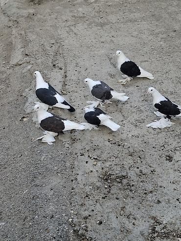 deve quşu: Məhsul: Qanadlı ayaqlı dekorativ göyərçinlər (ağ-qara rəngli) Təsvir — 4