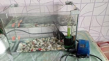 at sekilleri: Akvaryum komplekti - Şüşə akvarium: düzbucaqlı, yanlarında — 3