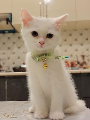 ağ pişikler: Dişi — 5