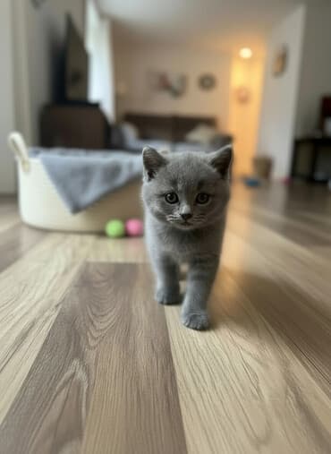 sarı pişik: Şotland, Erkək — 2