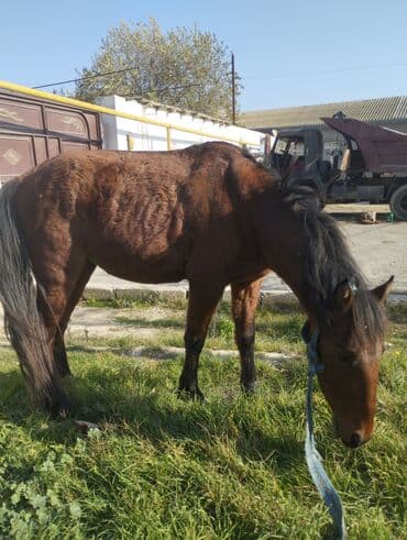 sudluk inekler satışı: Yük və kənd təsərrüfatı işləri üçün at - Rəng: qəhvəyi - Boy: orta - — 8