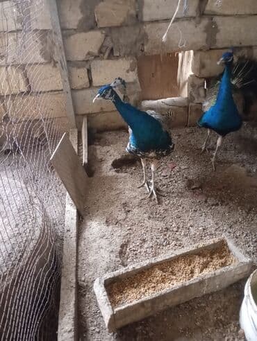 pişik satışı bakı: Məhsul: Tavus quşu (erkək) Yaş: 8 aylıq Rəng: Parlaq mavi-yaşıl — 1