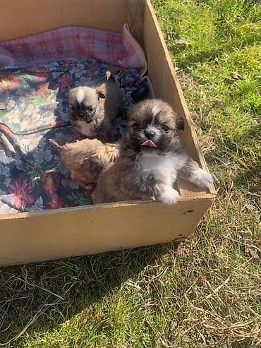 avcarka itləri: Pekines — 2