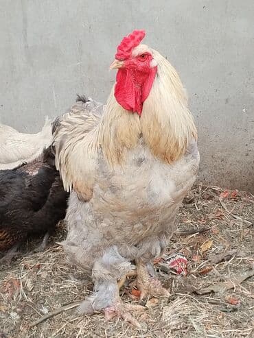 Xoruz, Brama, il: 3, Ünvandan götürmə