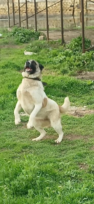 etibarli elere verilir: Qurdbasar, 10 ay, Dişi, Peyvəndli — 10