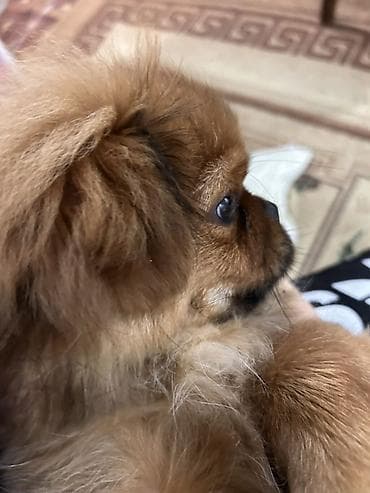 Heyvanlar üçün mallar: Pekines — 2