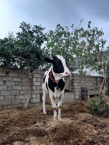 disi danalar: Самка, лет: 3, Для разведения, Для мяса, Для молока — 3