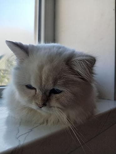 bala pişik ucuz: Pişik üçün aksesuarlar dəsti – Daşıma çantası/transportyor: Sərt — 1