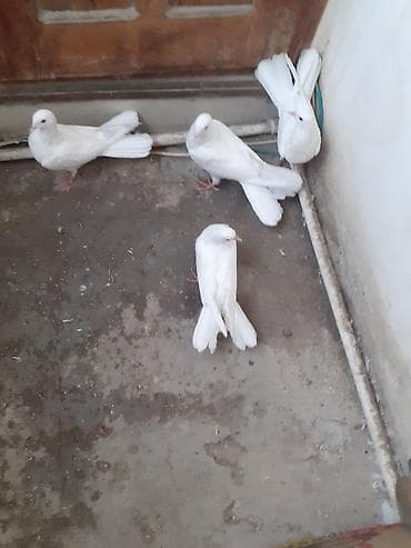 goyercinlər: Səkkiz ədəd eni qiyrudu səkkizini götürən olsa üstə üstə 20 manat — 3