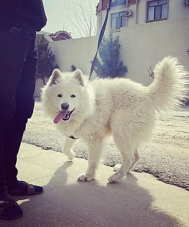 pulsuz heyvanlar: Samoyed — 9
