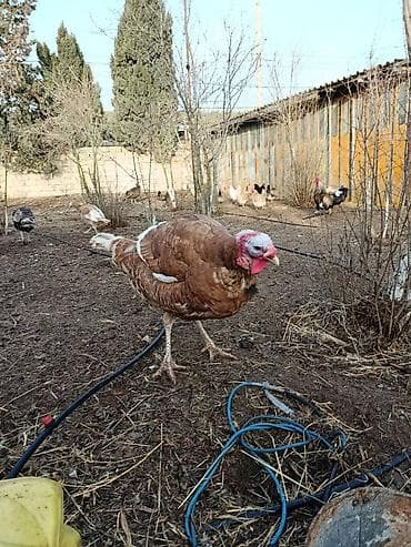 Təmiz həyət heyvanidi broyler deyil 11 ayliq 8.2 kg diri çəkisi lalafo.az -da Təmiz həyət heyvanidi broyler deyil 11 ayliq 8.2 kg diri çəkisi