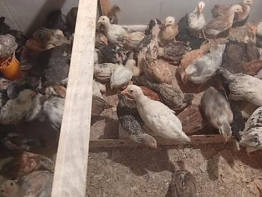 barter toyuq: Toyuq cücələri, Ətlik — 3