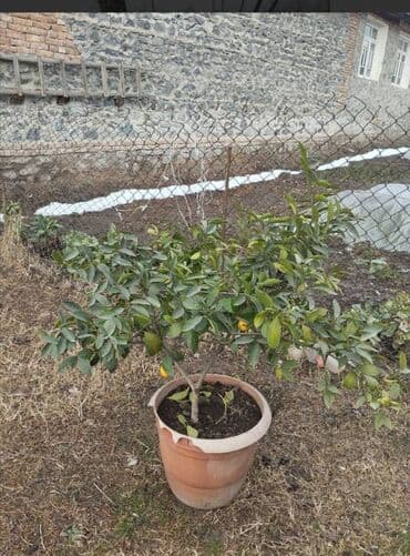 Təmir və tikinti: Limon ağacı — 1