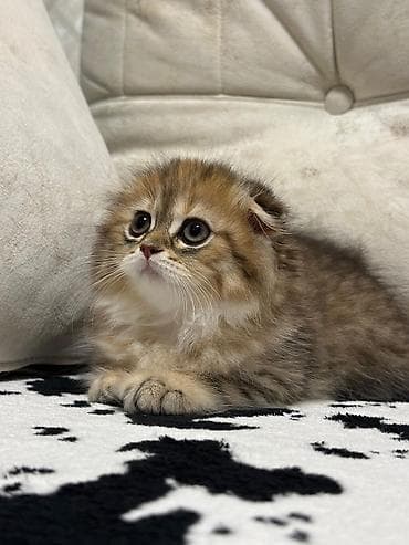 Шотландская, Самка, Самовывоз, Бесплатная доставка