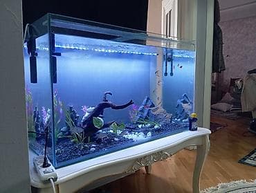akvarium dekorlari: Dördbucaq akvarium, Balıqlarla birlikdə, 300 l, Pulsuz çatdırılma — 2